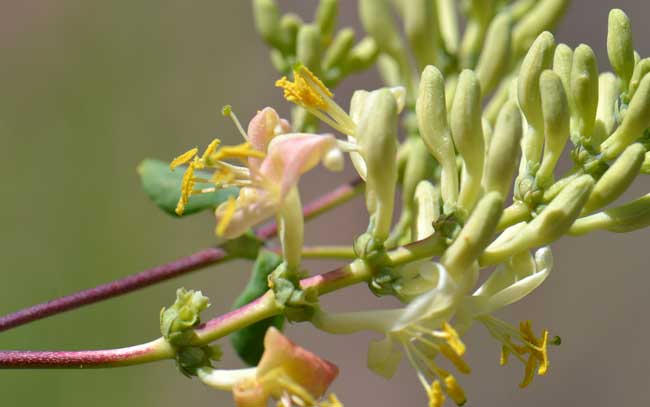 Lonicera interrupta, Chaparral Honeysuckle, Southwest Desert Flora